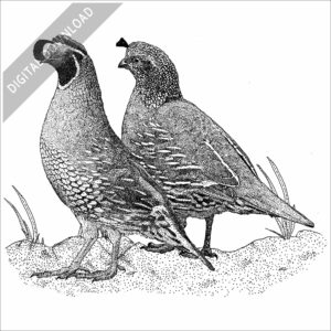 California Quail