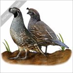 California Quails stock image
