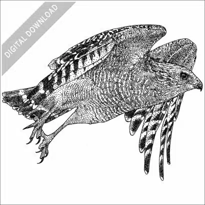 Red-Shouldered Hawk