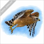 Red-Shouldered Hawk stock image