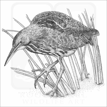 American Bittern