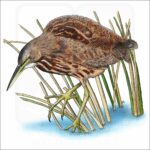 American Bittern illustration