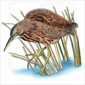 American Bittern illustration