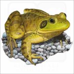 American Bullfrog print