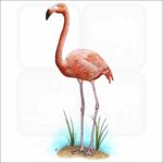 American Flamingo illustration