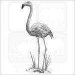 American Flamingo