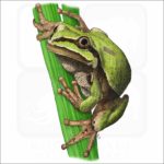 Arizona Tree Frog illustration