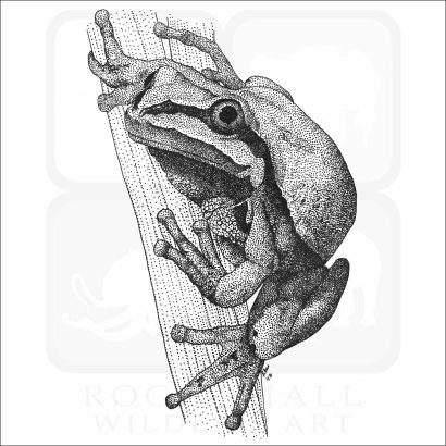 Arizona Tree Frog - Signed Fine Art Print - Image 2