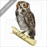 Great-Horned Owl stock image