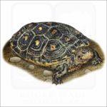 Mangrove Terrapin illustration