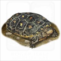 Mangrove Terrapin illustration