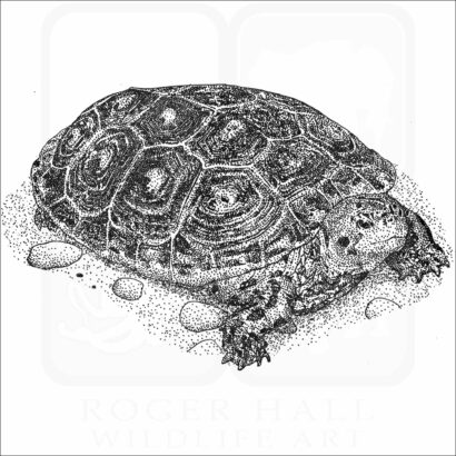 Mangrove Terrapin