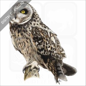 Short-Eared Owl stock image