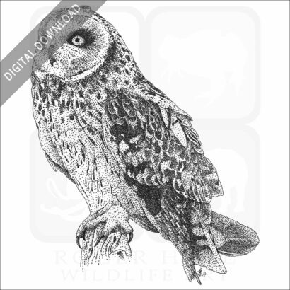 Short-Eared Owl