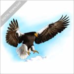 Steller's Sea Eagle stock image