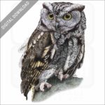 Western Screech Owl stock image