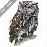 Western Screech Owl stock image