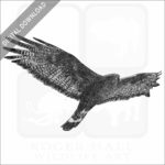Stock Art Drawing of a Zone-Tailed Hawk - Image 2