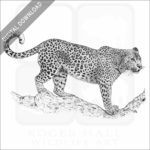Stock Art Drawing of an African Leopard - Image 2