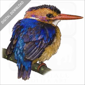 African Pygmy Kingfisher stock image