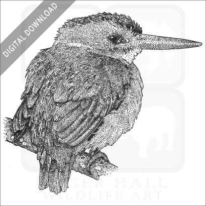 African Pygmy Kingfisher