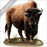 American Bison or Buffalo stock image