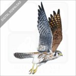 American Kestrel stock art