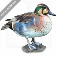 Baikal Teal Duck stock image