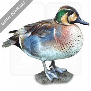 Baikal Teal Duck stock image
