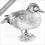 Baikal Teal Duck