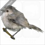 American Bushtit stock image