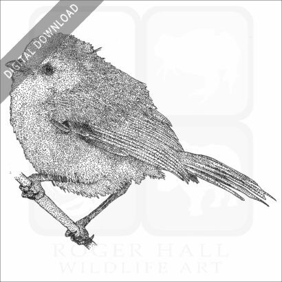 American Bushtit