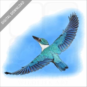 Collared Kingfisher stock image