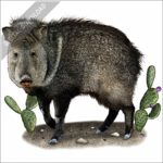 Collared Peccary or Javelina stock image