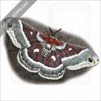 Columbia silkmoth stock image