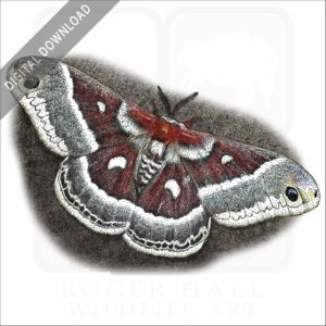 Columbia silkmoth stock image