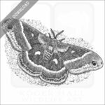 Columbia silkmoth