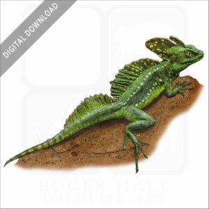 Common Basilisk stock image