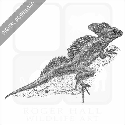 Common Basilisk