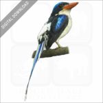 Common Paradise Kingfisher stock image