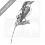 Common Paradise Kingfisher copy-BW