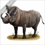 Common Warthog stock image