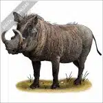 Common Warthog stock image