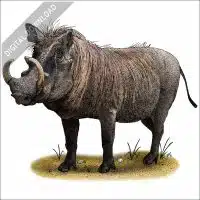 Common Warthog stock image