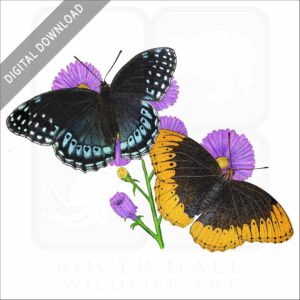Diana Fritillary Butterflies stock image