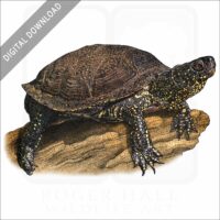 European Pond Turtle stock image