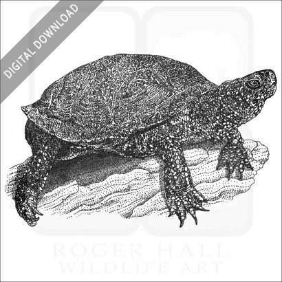European Pond Turtle