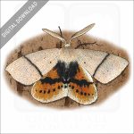 Fallen Bark Looper Moth stock image