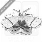 Fallen Bark Looper Moth-BW