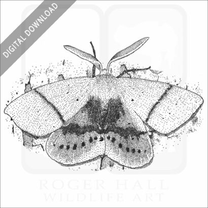 Fallen Bark Looper Moth-BW